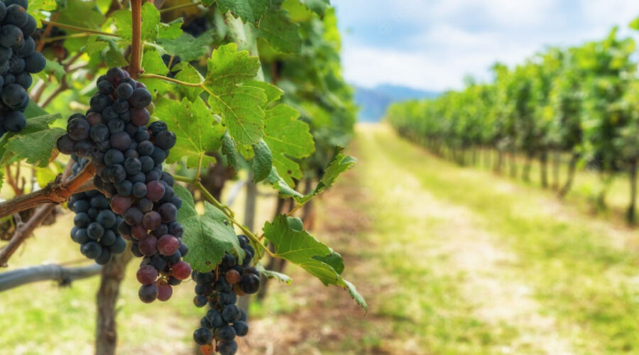 The most outstanding wine tourism proposals in Mendoza